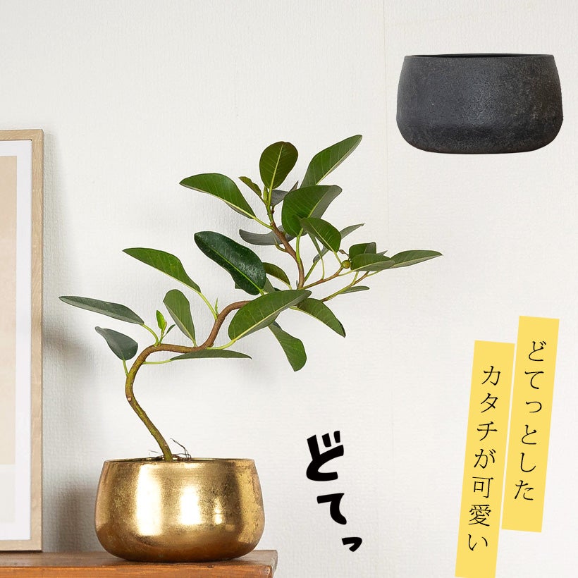 工業製品のラフな質感が植物を引き立てる｜鉄製鉢カバー（ゴールド