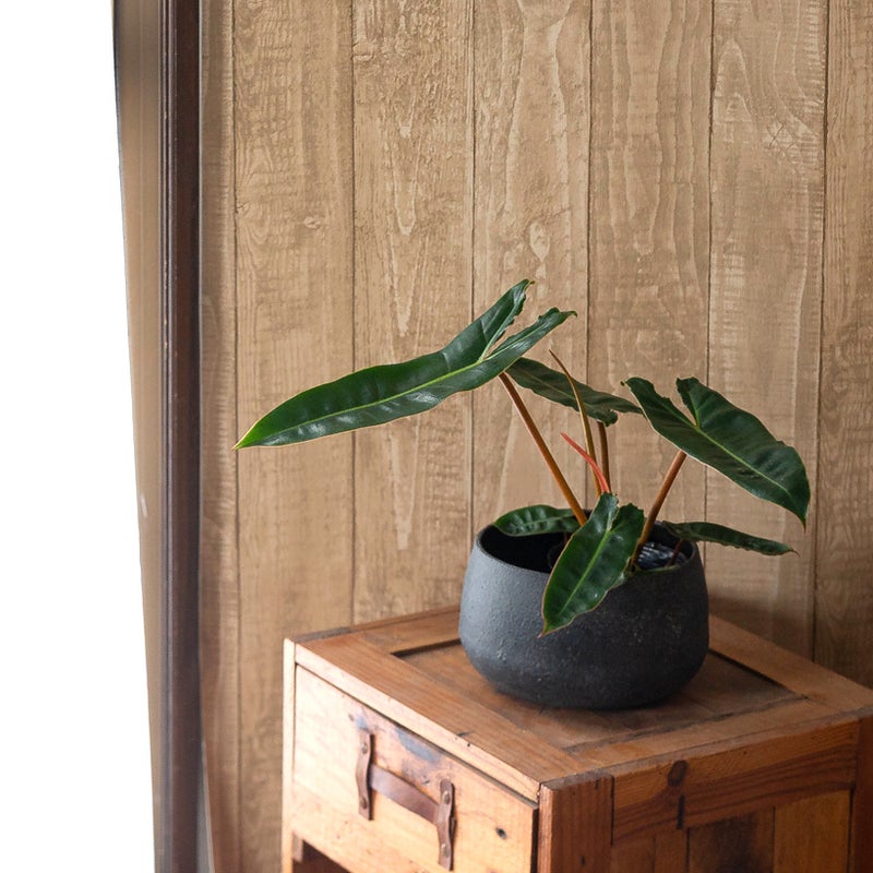 観葉植物の植え替えに使いやすいサイズ