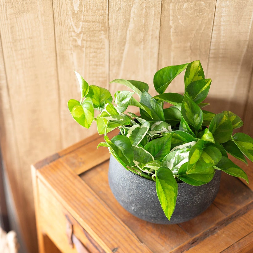 工業製品のラフな質感が植物を引き立てる｜鉄製鉢カバー（ゴールド