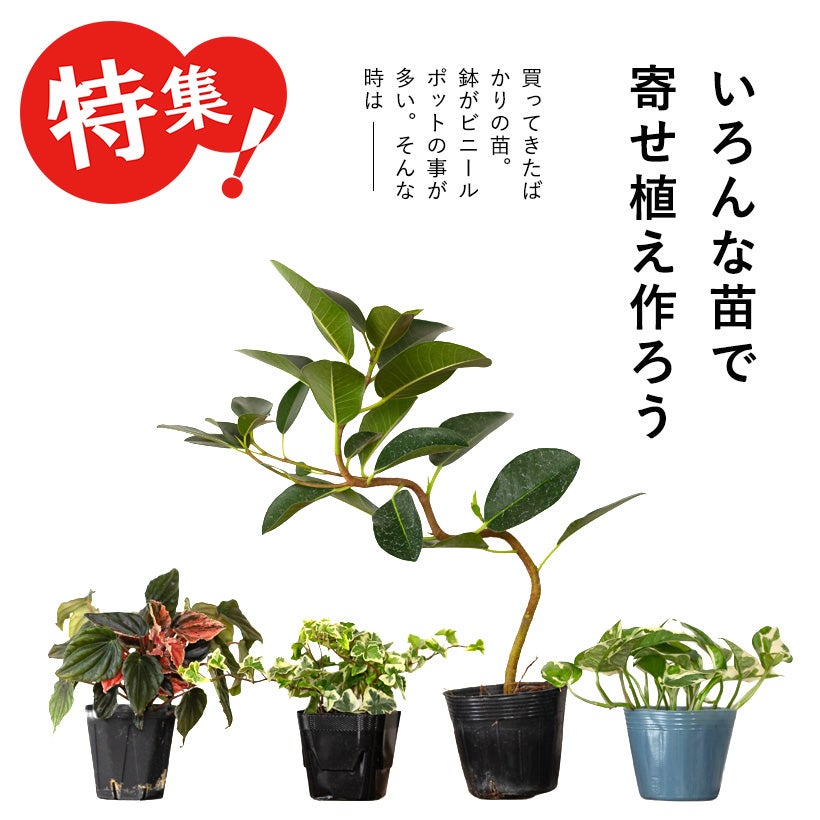 工業製品のラフな質感が植物を引き立てる｜鉄製鉢カバー（ゴールド
