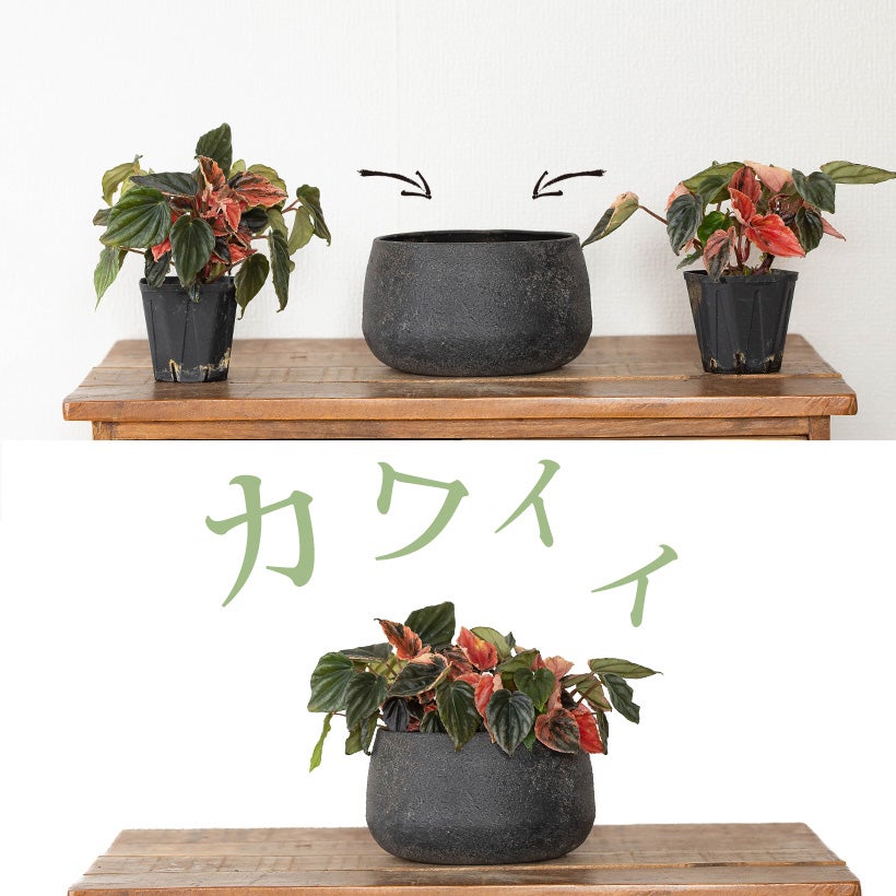 工業製品のラフな質感が植物を引き立てる｜鉄製鉢カバー（ゴールド