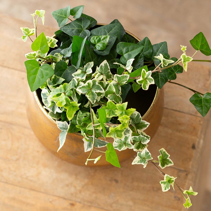 工業製品のラフな質感が植物を引き立てる｜鉄製鉢カバー（ゴールド