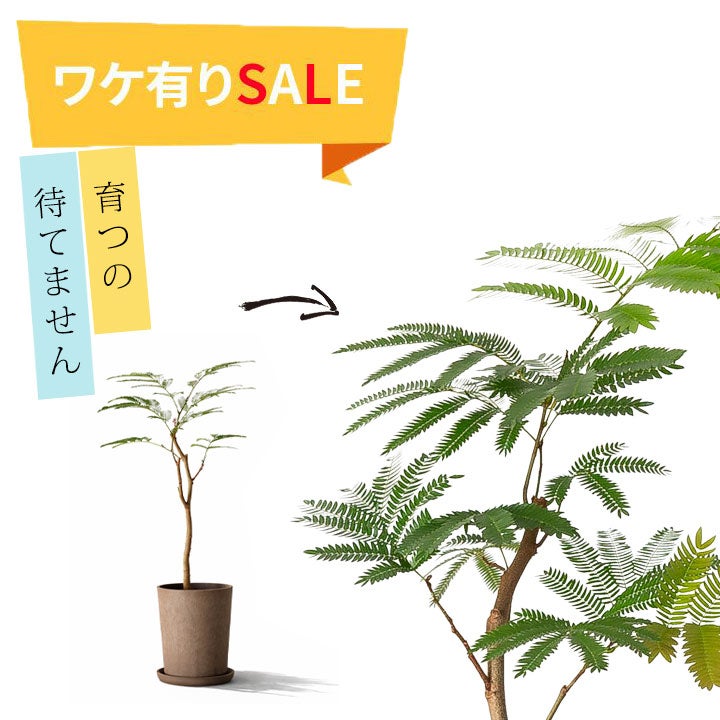 アカサヤネムノキ'エバーフレッシュ'1本立ち仕立て