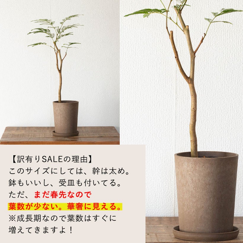 アカサヤネムノキ'エバーフレッシュ'1本立ち仕立て