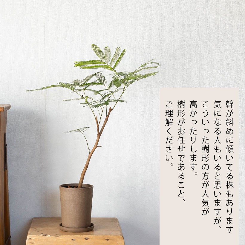 アカサヤネムノキ'エバーフレッシュ'1本立ち仕立て