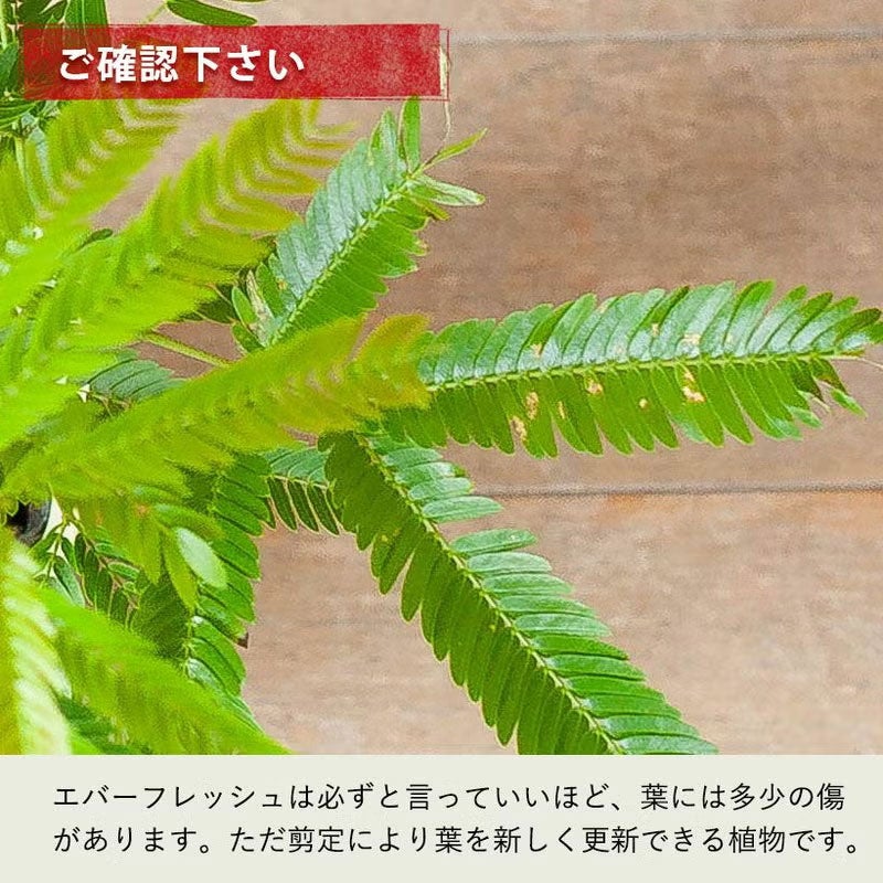 アカサヤネムノキ'エバーフレッシュ'1本立ち仕立て
