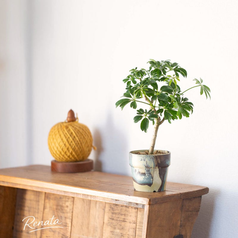 シェフレラの3.5号苗