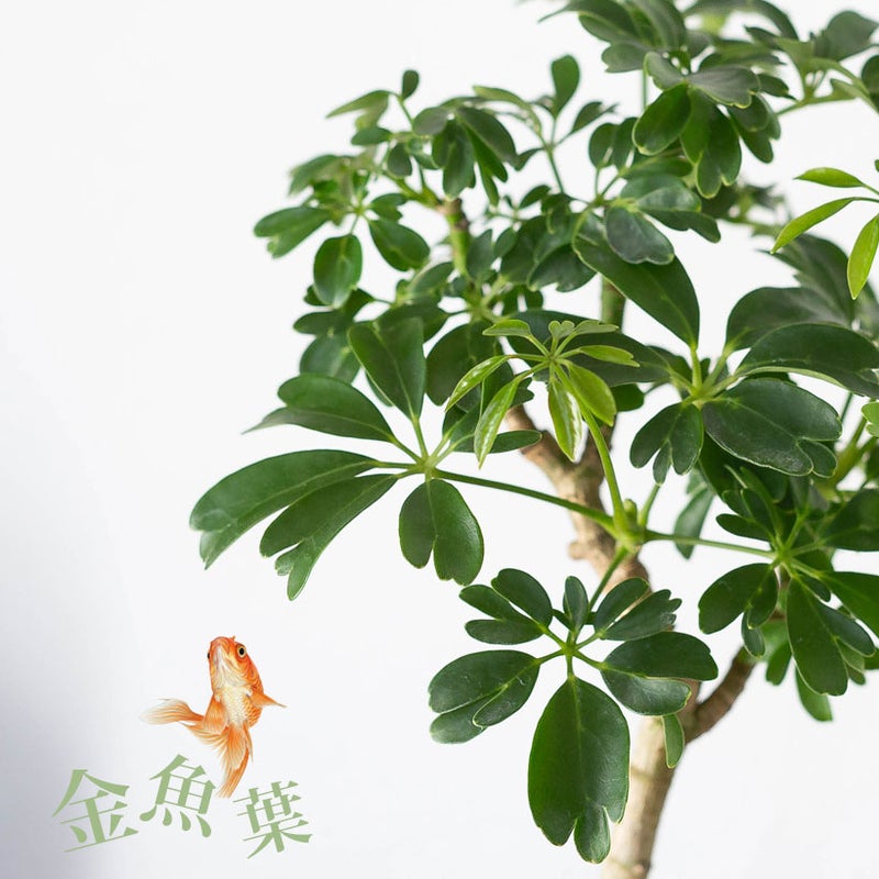 産地を周ると良い植物と出会う時がある