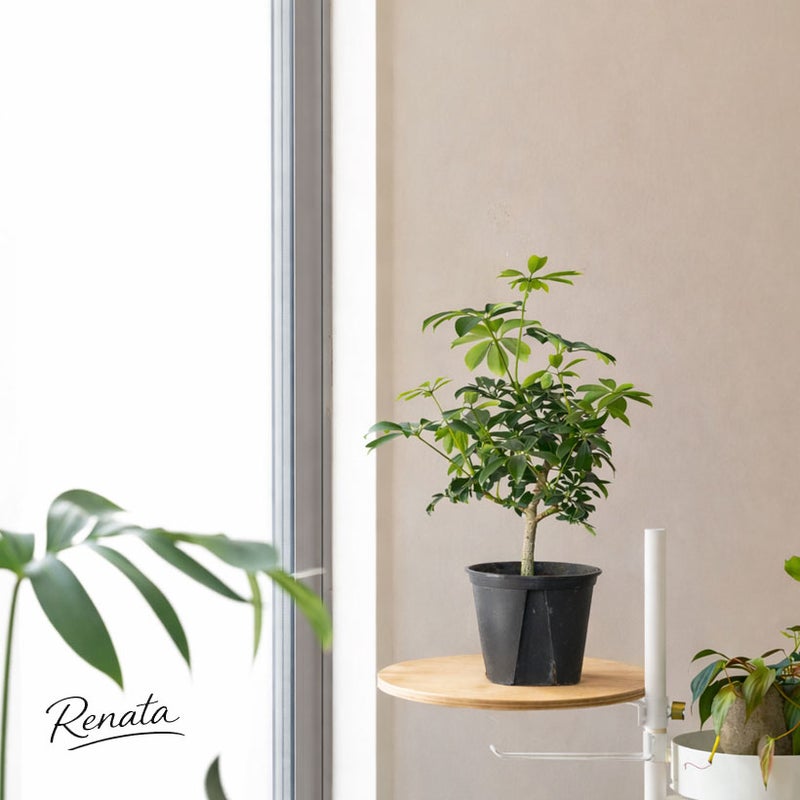 産地を周ると良い植物と出会う時がある