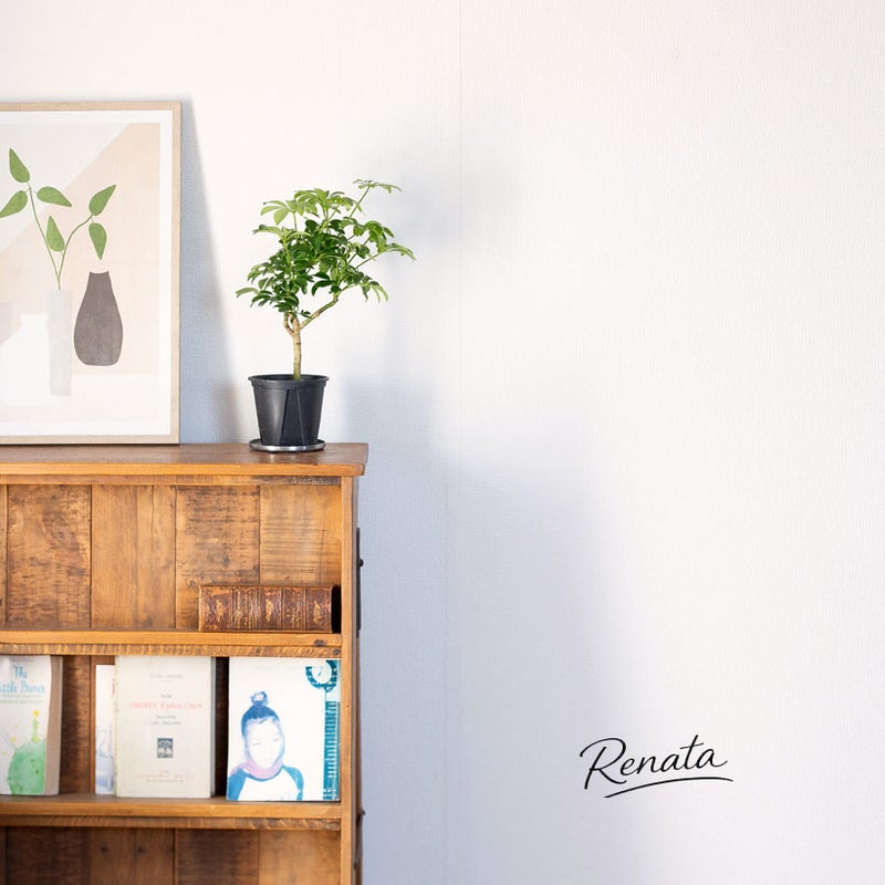 シェフレラ・レナータ