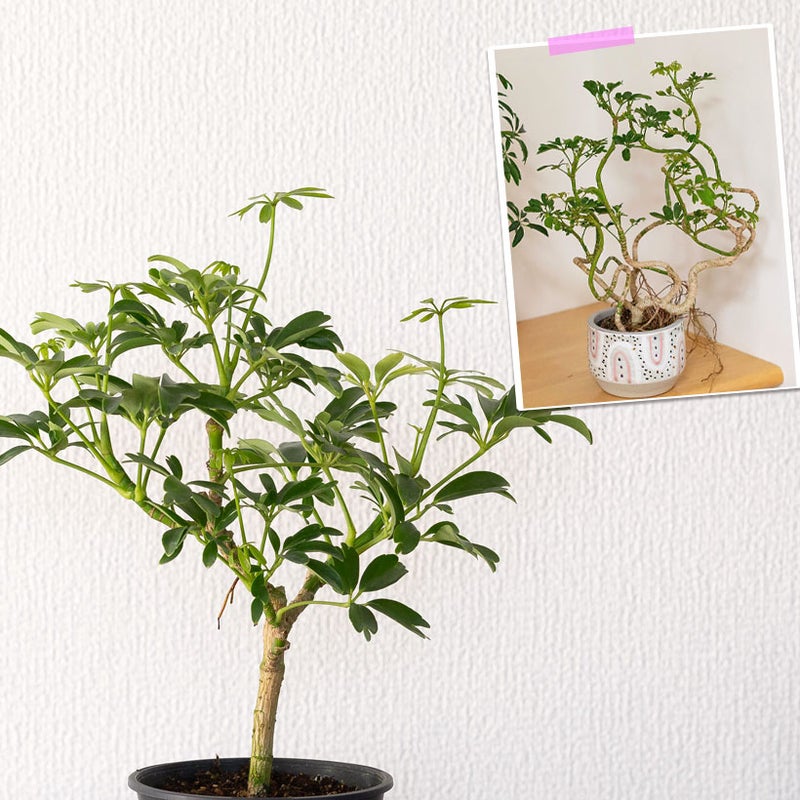 シェフレラ・レナータ