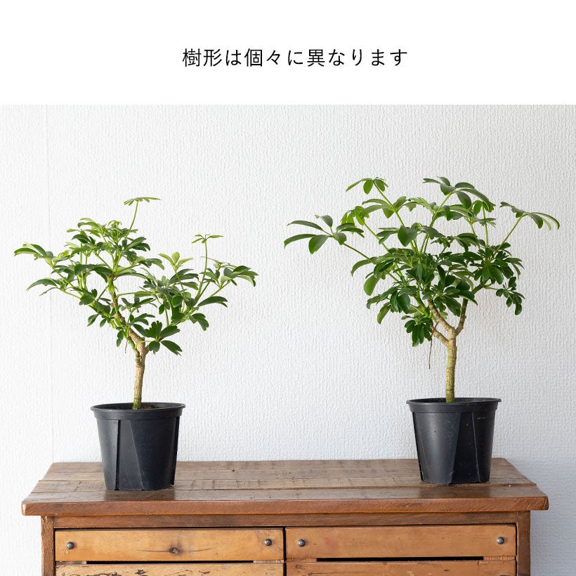 シェフレラ・レナータ|コンパクタと比べ枝の動きが出やすい品種 シェフレラ・レナータ|コンパクタと比べ枝の動きが出やすい品種