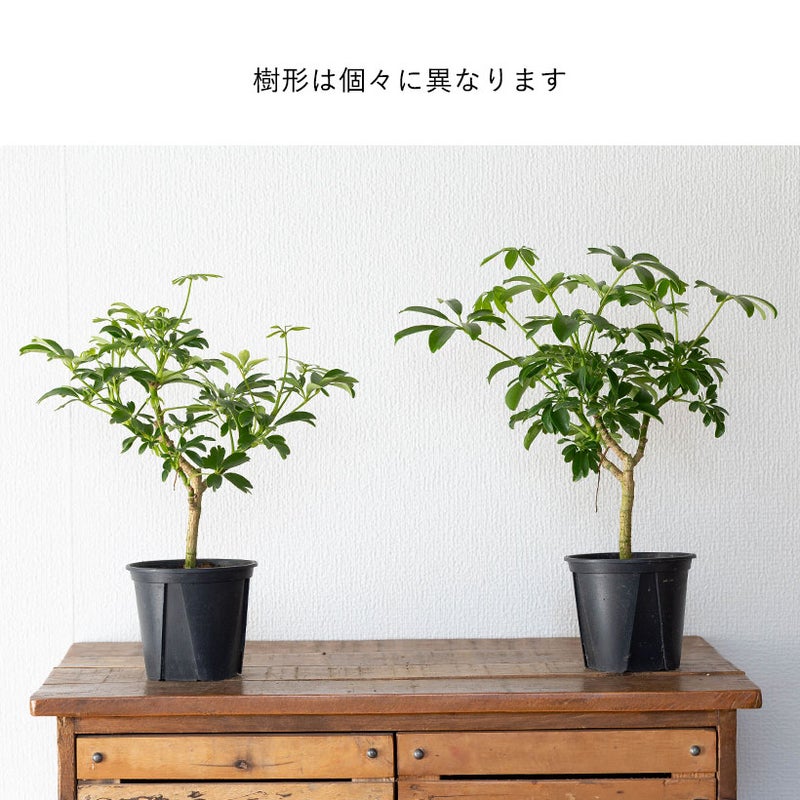 シェフレラ・レナータ｜コンパクタと比べ枝の動きが出やすい品種