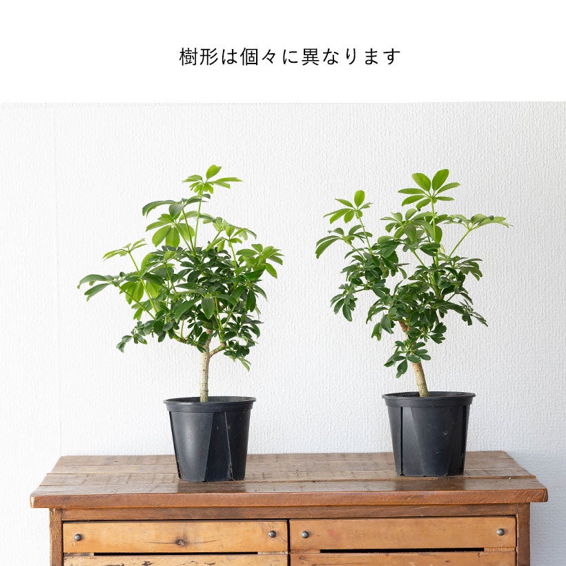 シェフレラ・レナータ｜コンパクタと比べ枝の動きが出やすい品種
