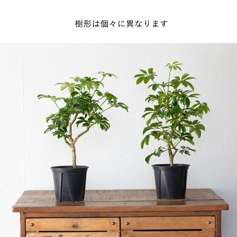 シェフレラ・レナータ｜コンパクタと比べ枝の動きが出やすい品種