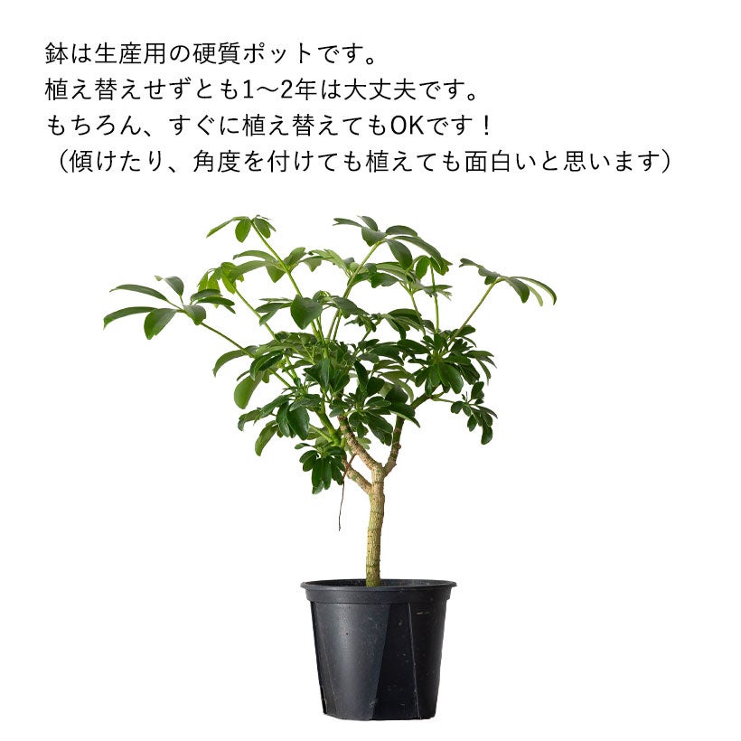 シェフレラ・レナータ｜コンパクタと比べ枝の動きが出やすい品種