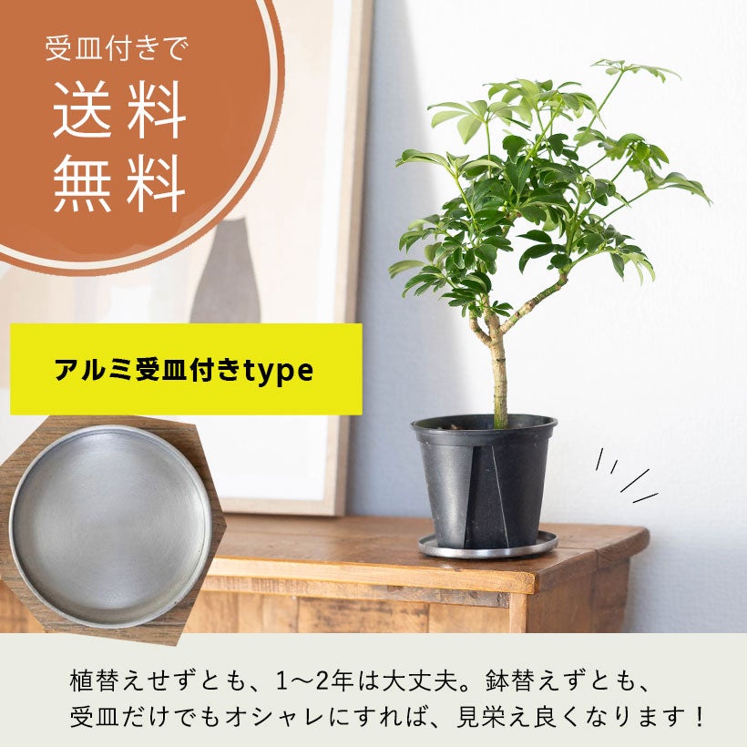 シェフレラ・レナータ｜コンパクタと比べ枝の動きが出やすい品種
