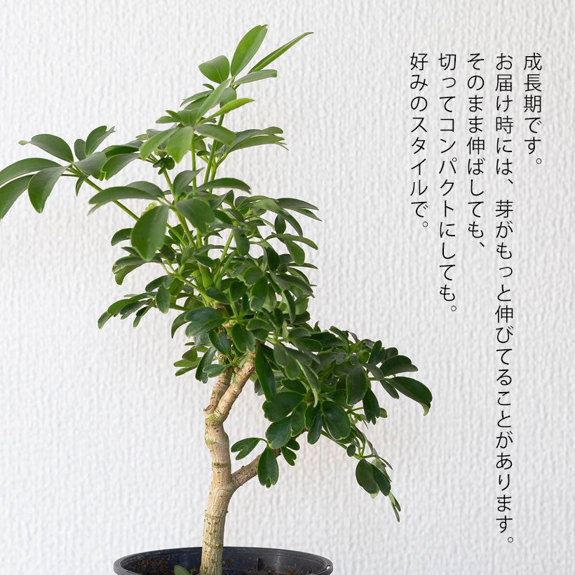 シェフレラ・レナータ｜コンパクタと比べ枝の動きが出やすい品種