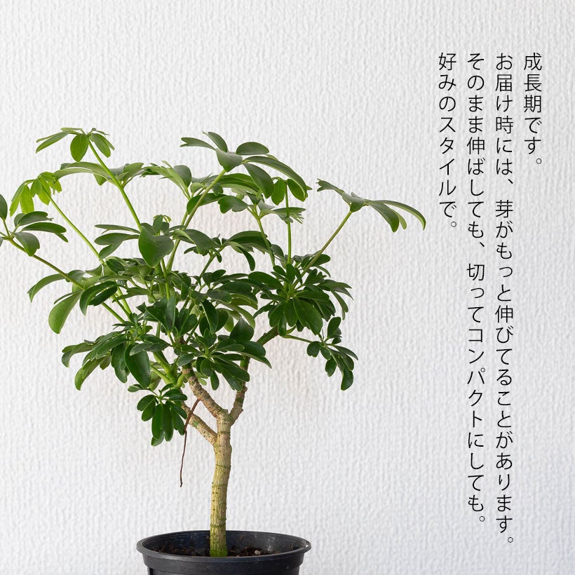 シェフレラ・レナータ｜コンパクタと比べ枝の動きが出やすい品種