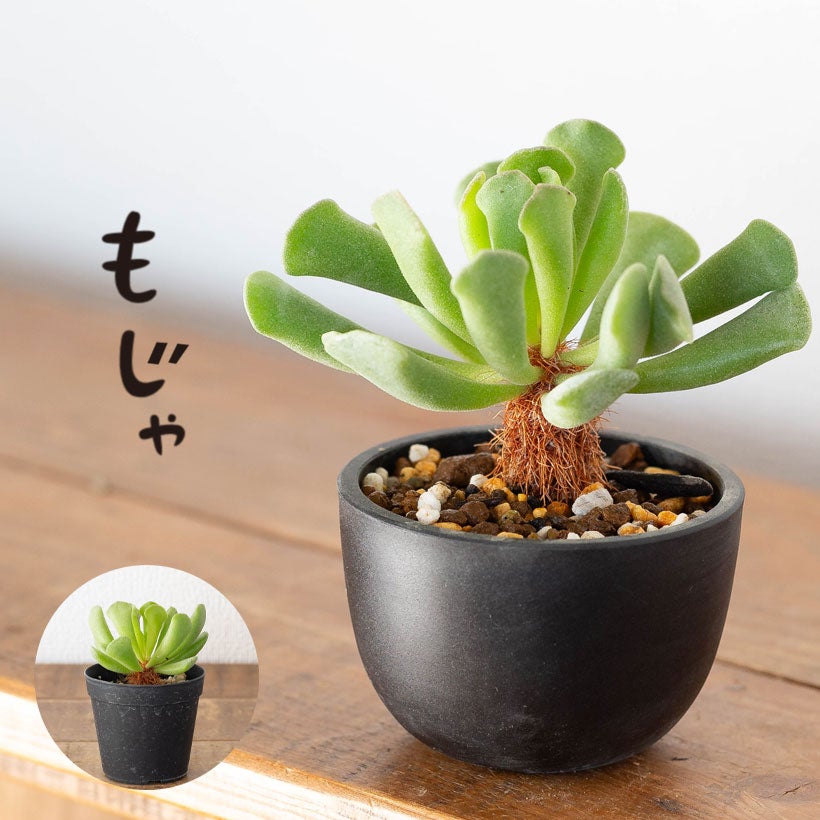 アドロミスクス神想曲（しんそうきょく）伸びた茎に毛が生える面白い多肉