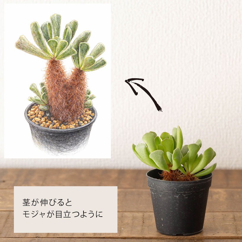 アドロミスクス神想曲（しんそうきょく）伸びた茎に毛が生える面白い多肉