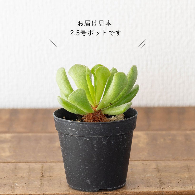 アドロミスクス神想曲（しんそうきょく）伸びた茎に毛が生える面白い多肉