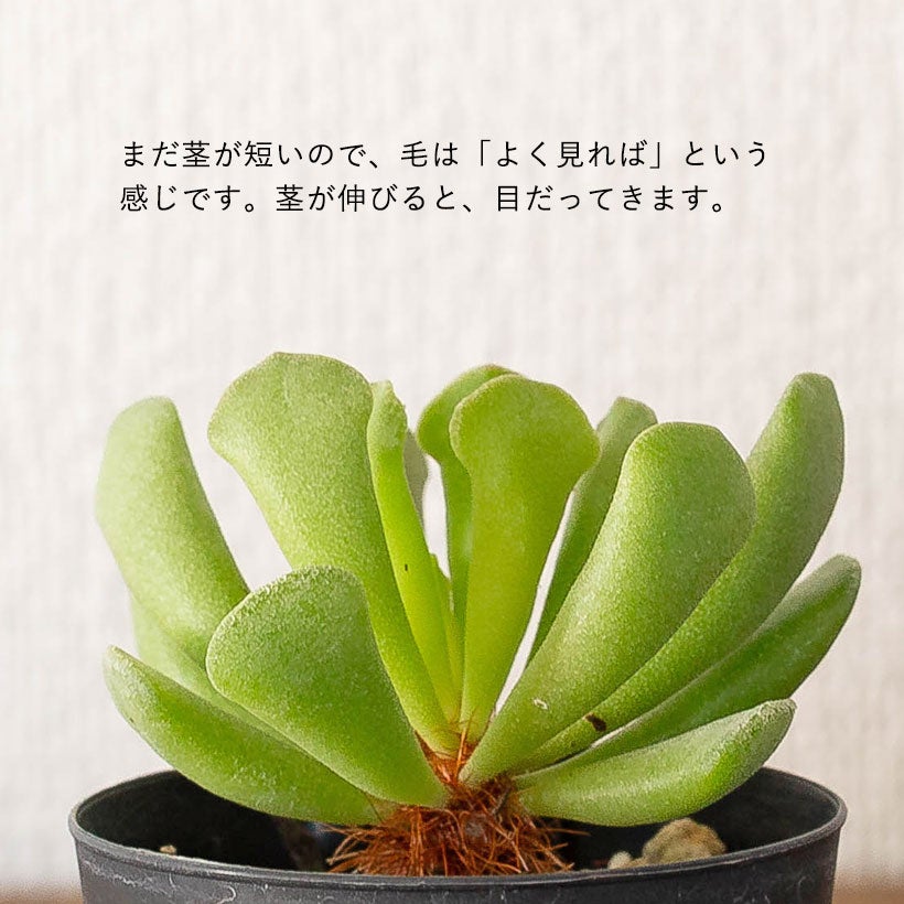 アドロミスクス神想曲（しんそうきょく）伸びた茎に毛が生える面白い多肉