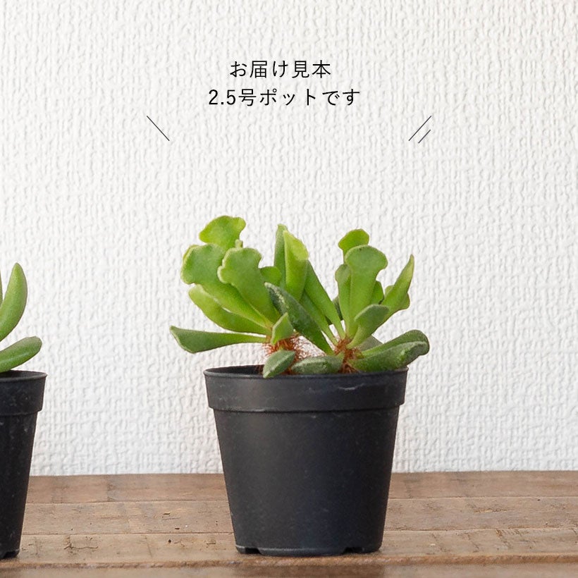 アドロミスクス神想曲（しんそうきょく）伸びた茎に毛が生える面白い多肉