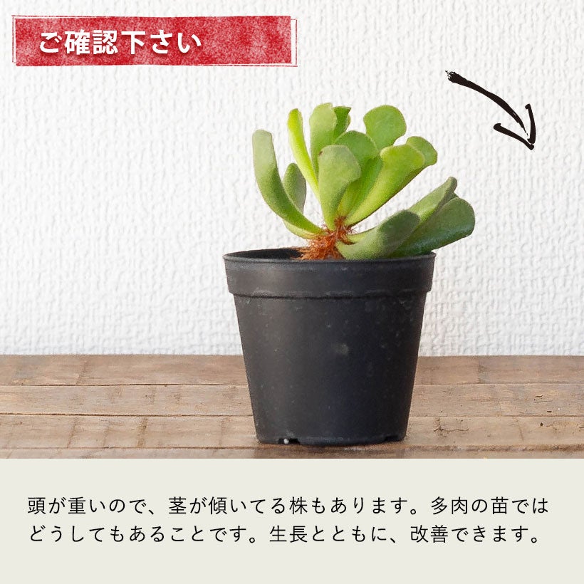 アドロミスクス神想曲（しんそうきょく）伸びた茎に毛が生える面白い多肉