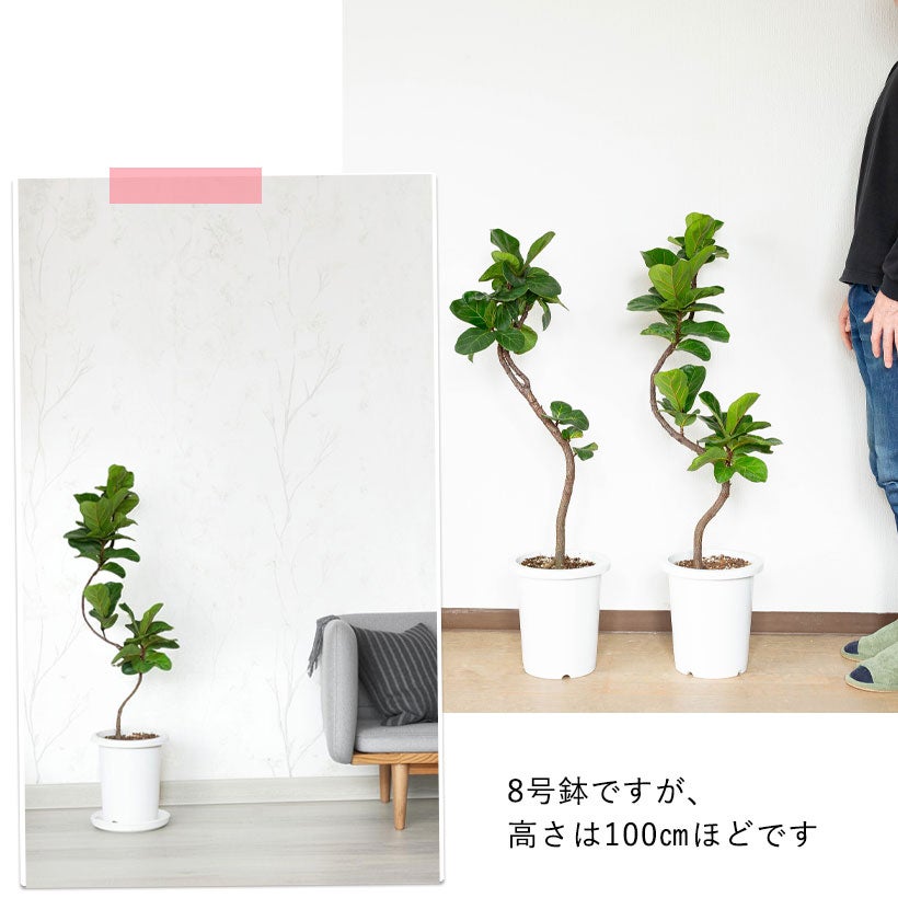 フィカス リラータ　観葉植物 PLANCHU 観葉植物 フィカス リラータ 3.5号鉢 受け皿付き 育て方説明書