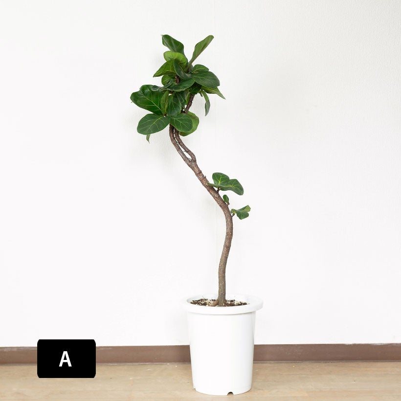 観葉植物 フィカス リラータ バンビーノ 170cm フィカス リラータ バンビーノ – MOLLIS