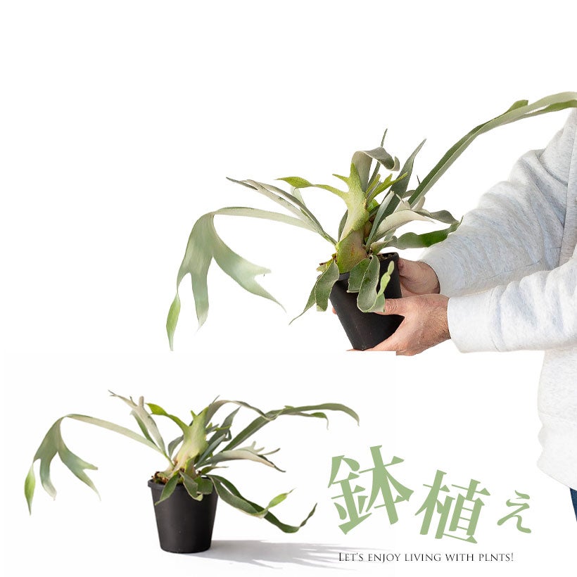 コウモリランべイチー4号鉢植え｜長く青白い胞子葉が魅力の鉢植え
