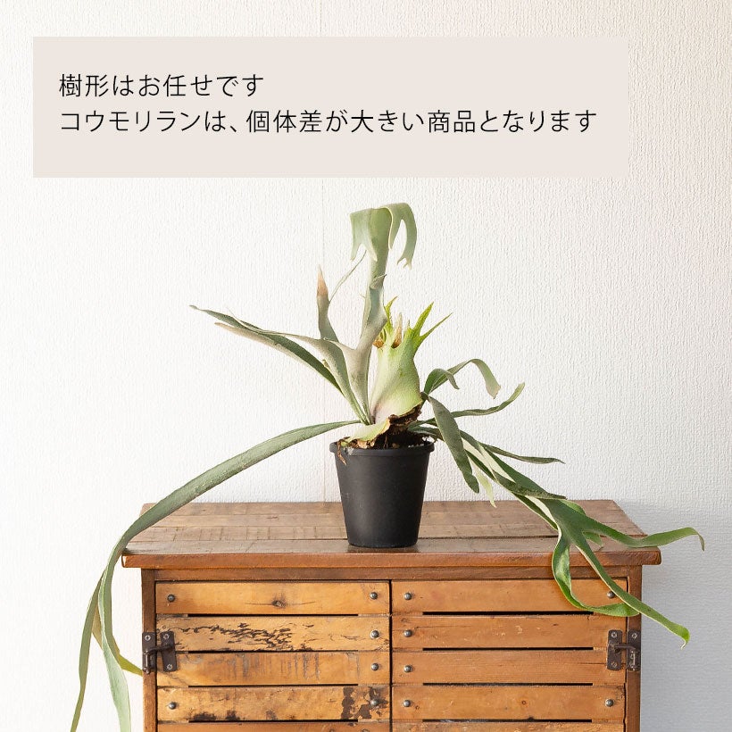 コウモリランべイチー4号鉢植え｜長く青白い胞子葉が魅力の鉢植え