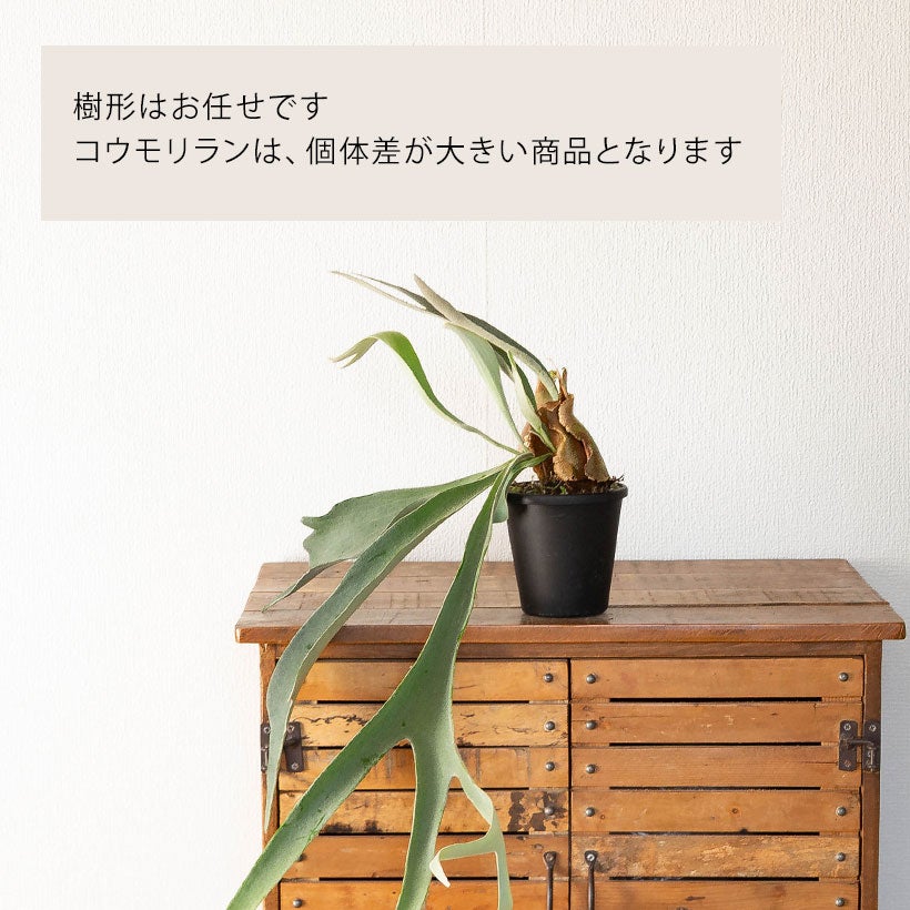 コウモリランべイチー4号鉢植え｜長く青白い胞子葉が魅力の鉢植え