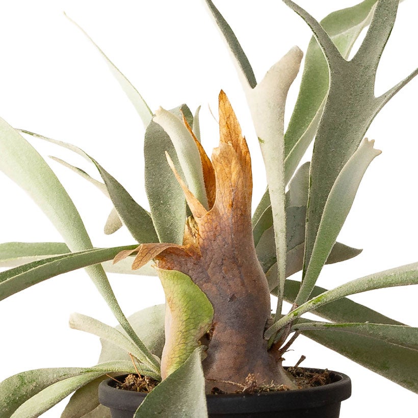 コウモリランべイチー4号鉢植え｜長く青白い胞子葉が魅力の鉢植え