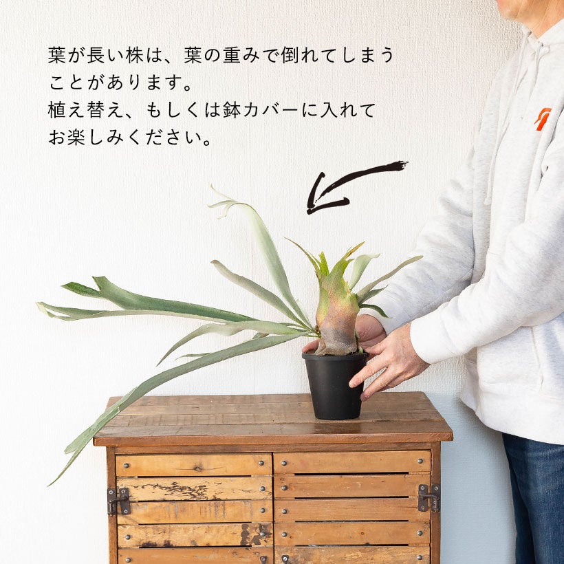 コウモリランべイチー4号鉢植え｜長く青白い胞子葉が魅力の鉢植え