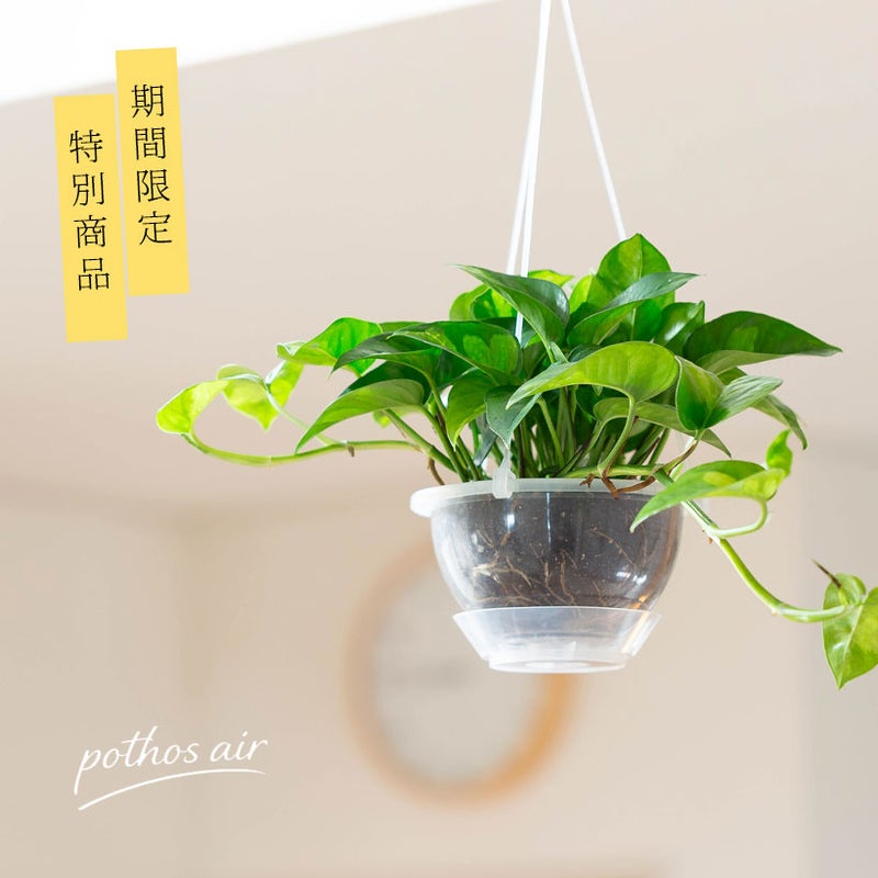 ポトス・グローバルグリーンの吊り鉢