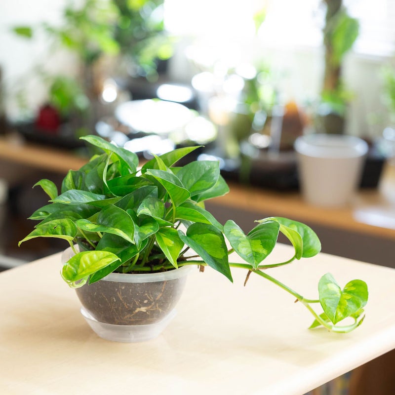 吊り具は取り外せます