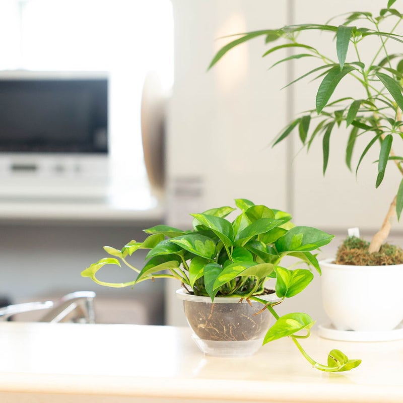 ポトス・グローバルグリーンキッチンカウンターの上に