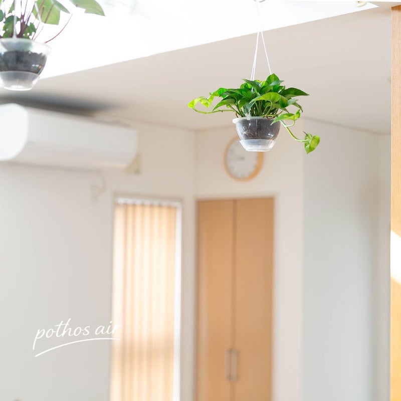 ポトス・グローバルグリーンの吊り鉢をリビングに