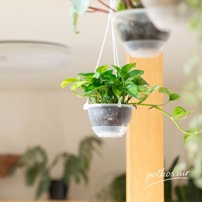 ポトス・グローバルグリーンの吊り鉢をリビングに