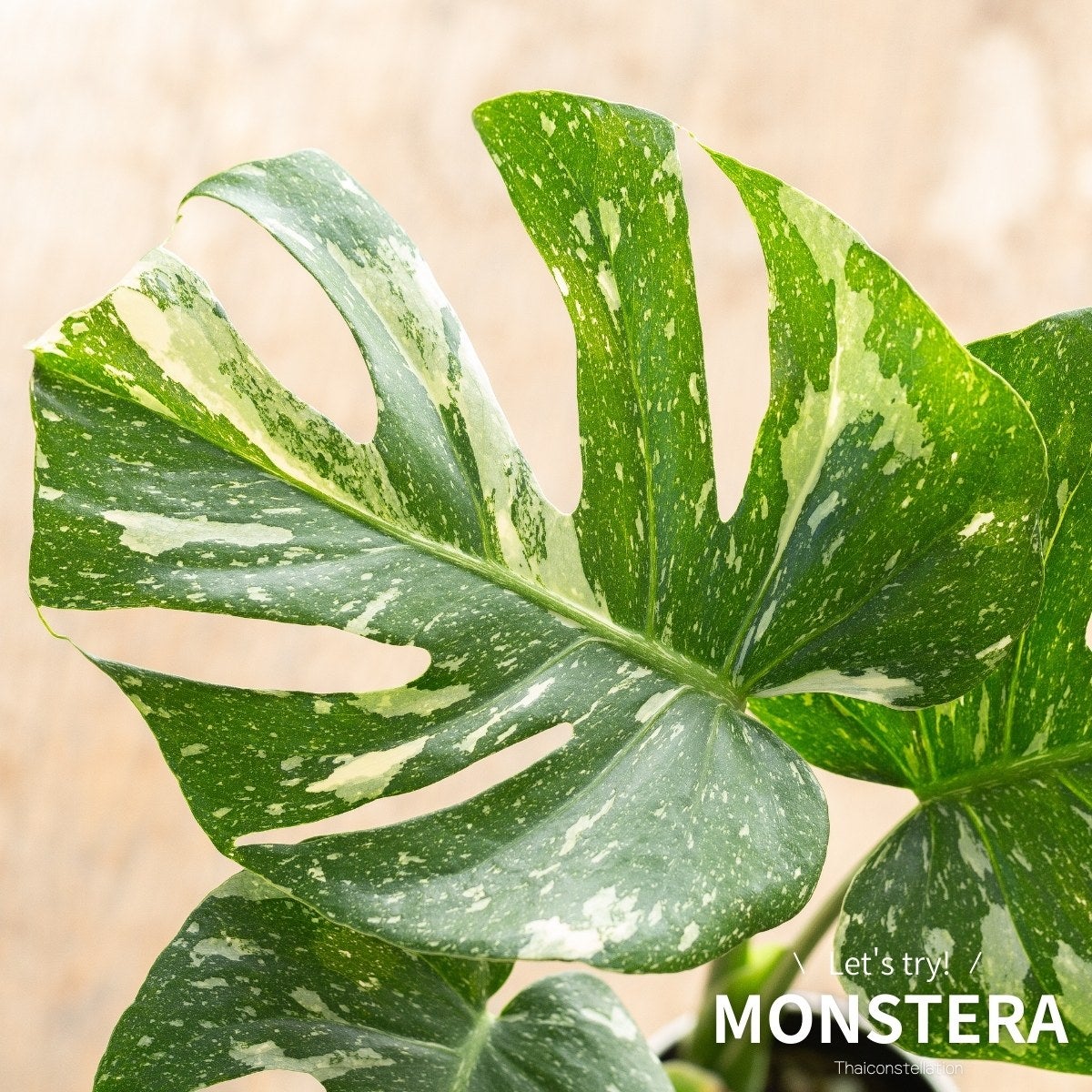 モンステラ・タイコンステレーションの画像
