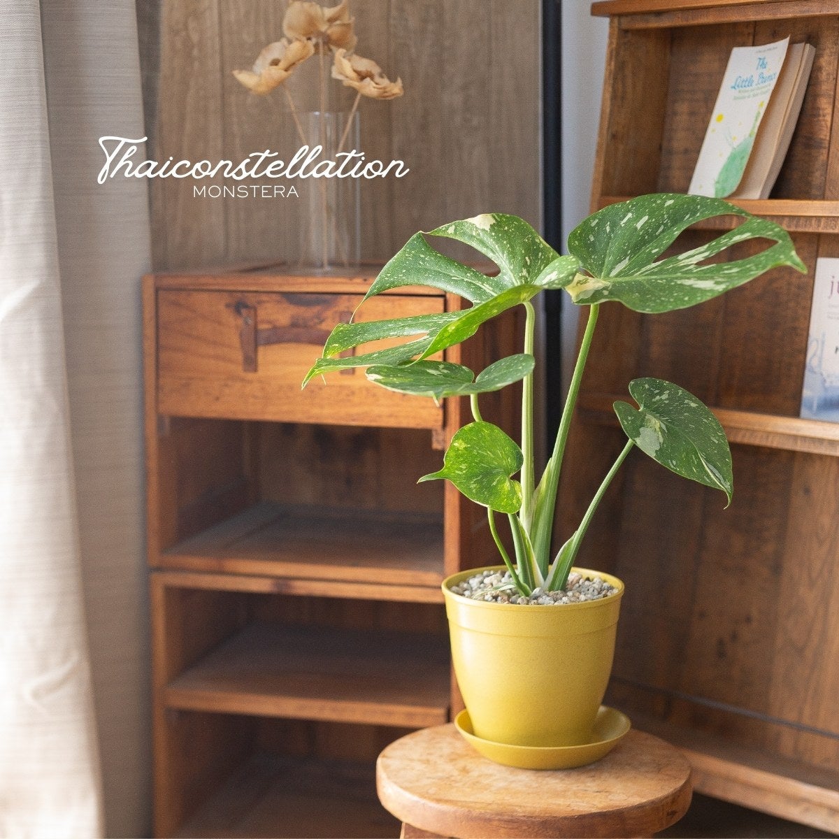 モンステラ・タイコンステレーションの画像