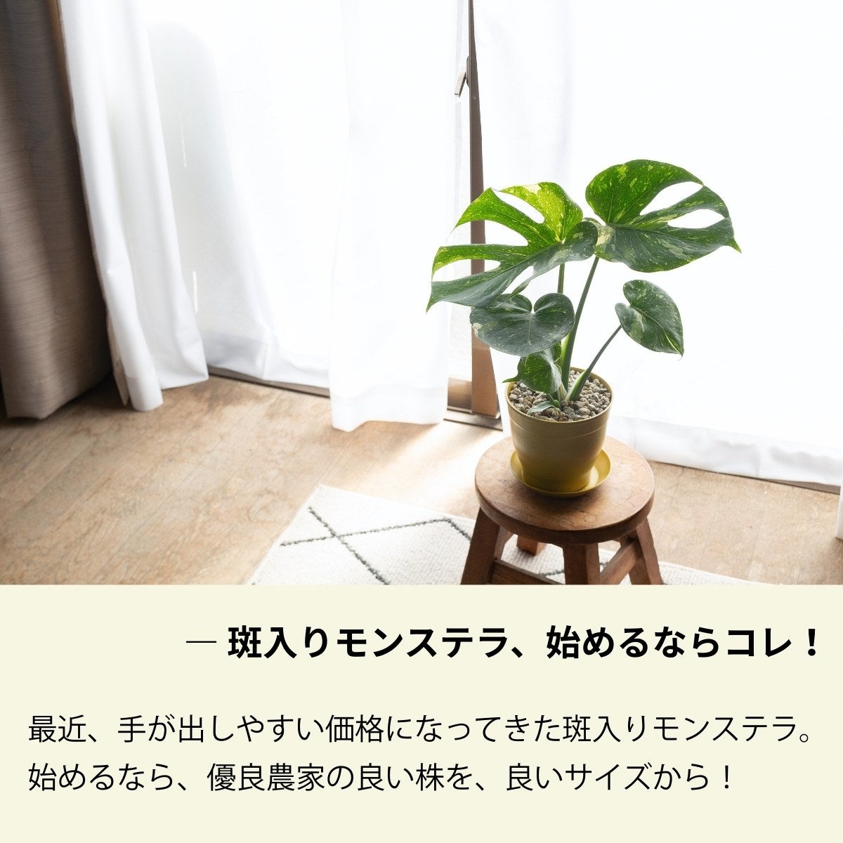 モンステラ・タイコンステレーションの画像