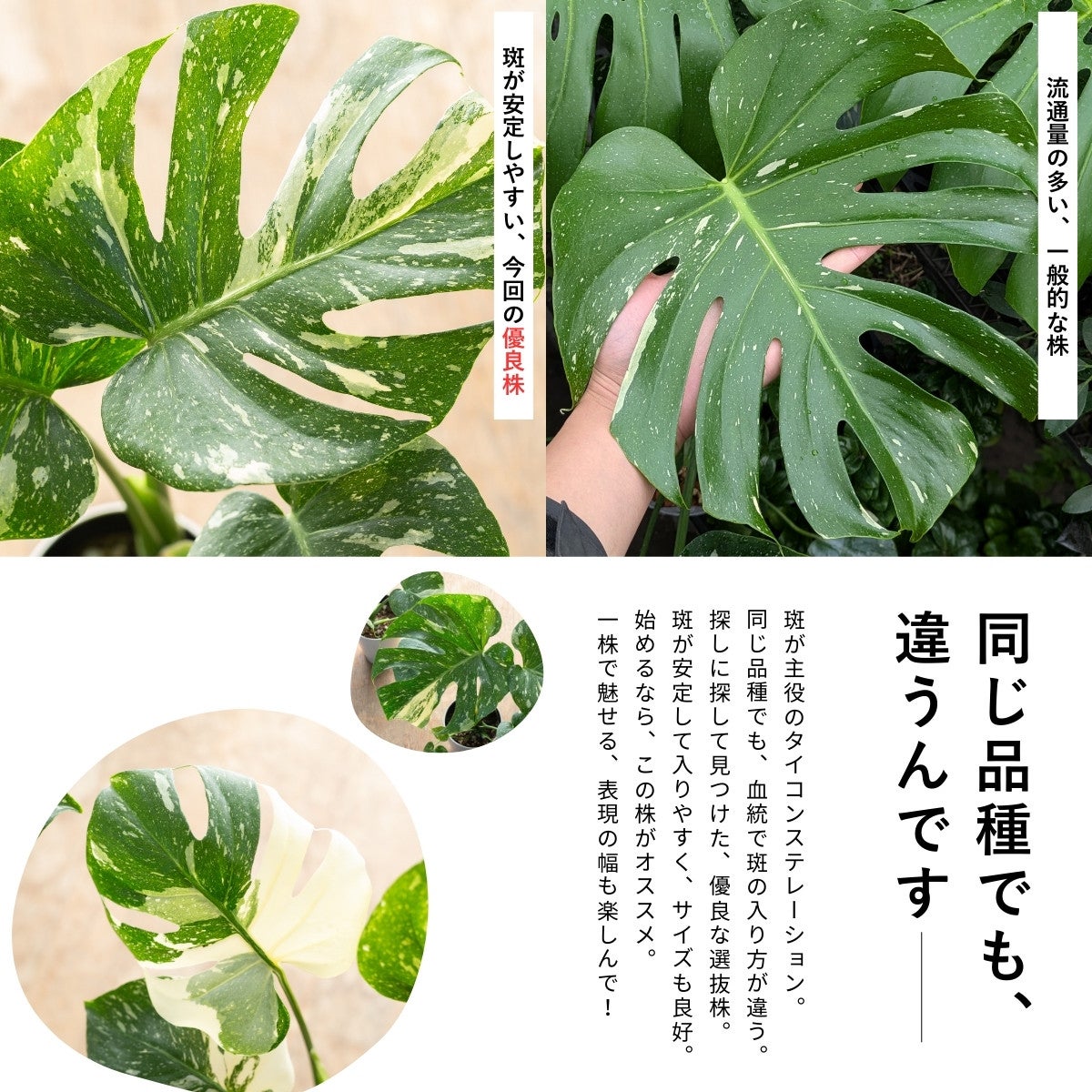モンステラ・タイコンステレーションの葉の比較画像