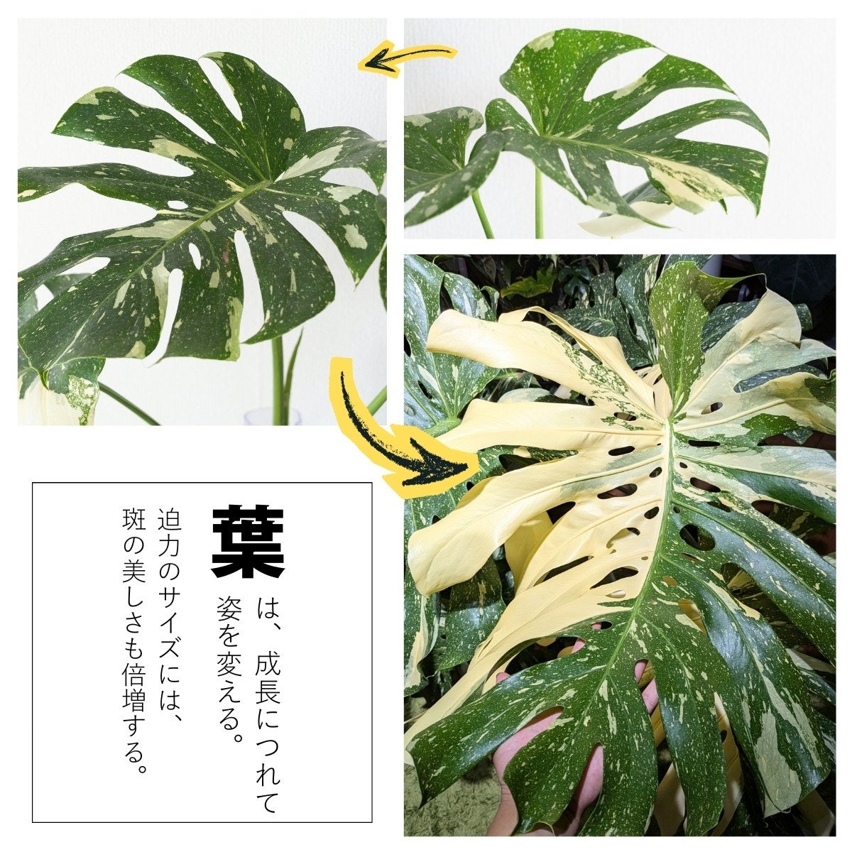 斑入りモンステラ　タイコン② 厳選斑入り】モンステラ デリシオーサ タイコンステレーション 希少種