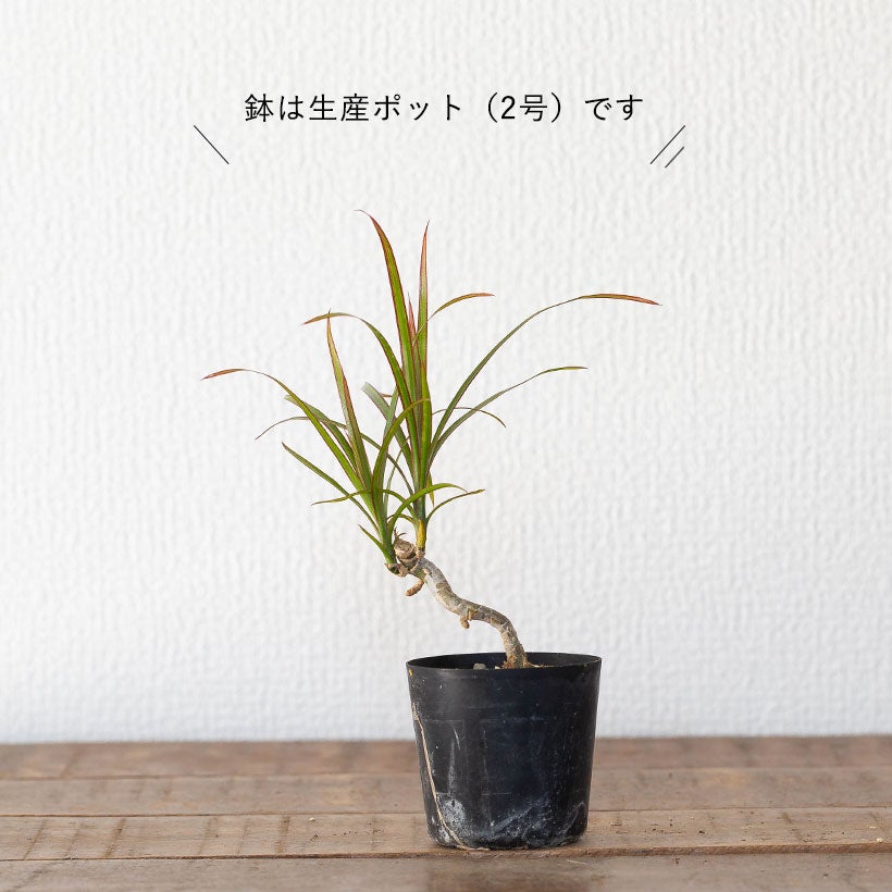 盆栽みたいな枝振りドラセナ・コンシンネ（幹曲がり観葉植物）