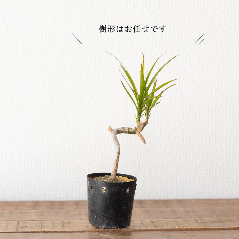 盆栽みたいな枝振りドラセナ・コンシンネ（幹曲がり観葉植物）