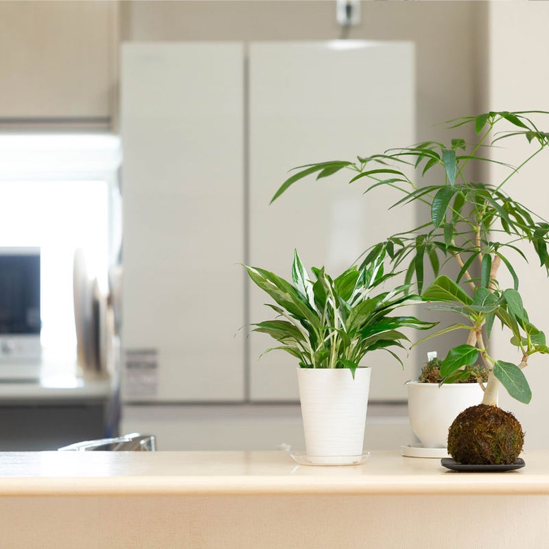 スパティフィラム・ホワイトグリッチをキッチンカウンターに