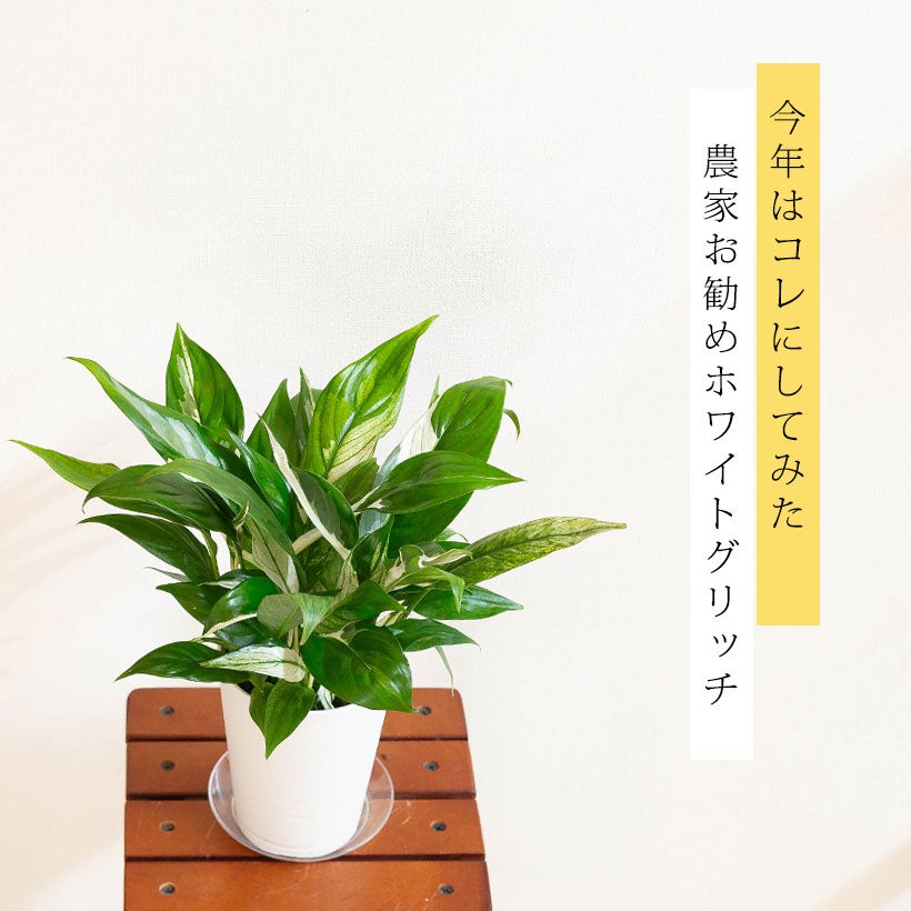 白斑が入りやすい品種スパティフィラムホワイトグリッチ花も咲く